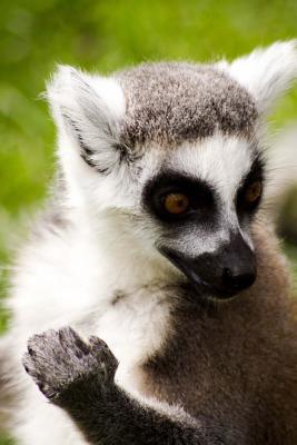 Download Ring-Tailed Lemur Portrait Journal: 150 Page Lined Notebook/Diary - NOT A BOOK | ePub