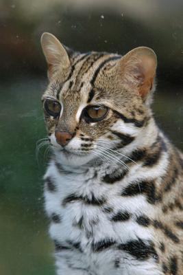 Read Leopard Cat Journal: 150 Page Lined Notebook/Diary - NOT A BOOK | PDF