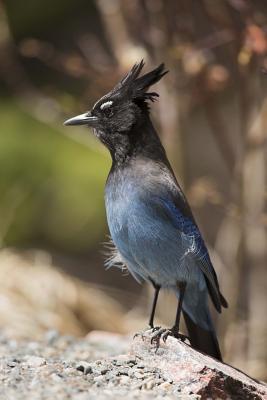 Read online Stellar Jay on a Rock - Bird Journal: 150 Page Lined Notebook/Diary - NOT A BOOK file in PDF