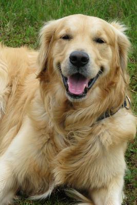 Read Happy Golden Retriever Dog Journal: 150 Page Lined Notebook/Diary - NOT A BOOK file in PDF