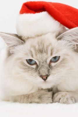 Read It's a Cute Kitten for Christmas: Blank 150 Page Lined Journal for Your Thoughts, Ideas, and Inspiration - NOT A BOOK | PDF