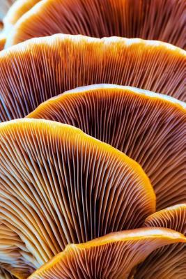 Read A Portrait of Fresh Chanterelle Mushrooms Journal: 150 Page Lined Notebook/Diary - NOT A BOOK | ePub