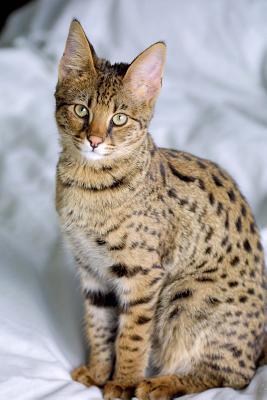 Read Two Sumatran Tigers Big Cat Journal: 150 Page Lined Notebook/Diary - NOT A BOOK file in ePub