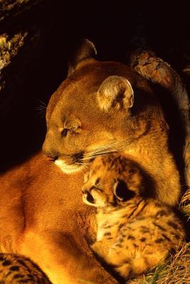 Read Mama Mountain Lion and Her Baby Kitten in the Den Journal: 150 Page Lined Notebook/Diary - NOT A BOOK file in ePub
