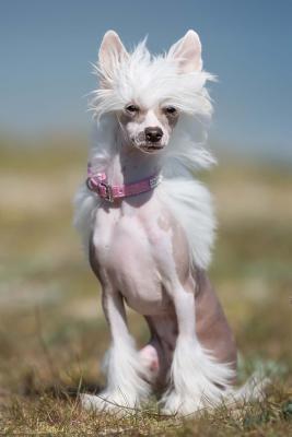 Download White Chinese Crested Thinks It's Too Early for Pictures Dog Journal: 150 Page Lined Notebook/Diary - NOT A BOOK file in ePub