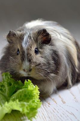 Read online Cute Brown Guinea Pig Pet with a Lettuce Leaf Journal: 150 Page Lined Notebook/Diary - NOT A BOOK file in ePub