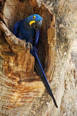 Download Say Hello to the Big Blue Parrot Journal: 150 Page Lined Notebook/Diary - NOT A BOOK file in PDF