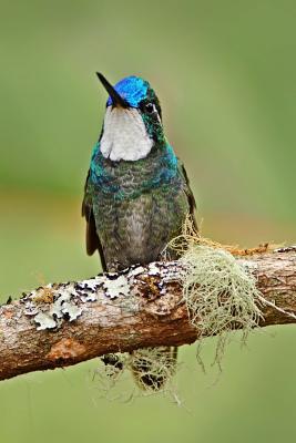 Read online White-Throated Mountain Gem Hummingbird Journal: 150 Page Lined Notebook/Diary - NOT A BOOK | PDF