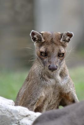 Read online Fossa Hunting Cat Checking Things Out Journal: 150 Page Lined Notebook/Diary - NOT A BOOK file in ePub