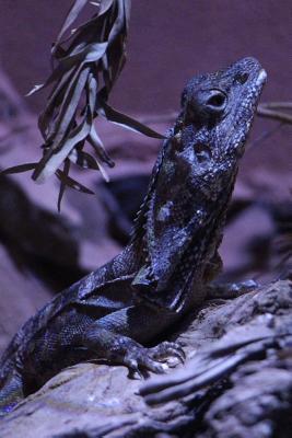 Download Frilled Lizard Journal: 150 Page Lined Notebook/Diary - NOT A BOOK file in ePub