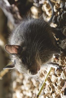 Read The Degu Journal: 150 Page Lined Notebook/Diary - NOT A BOOK file in PDF