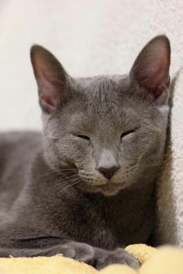 Read online Sleeping Russian Blue Cat Journal: 150 Page Lined Notebook/Diary - NOT A BOOK | ePub